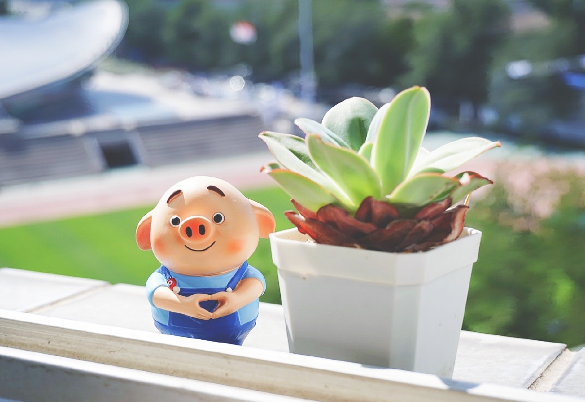 小萌猪给你的小心心