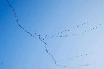 60175