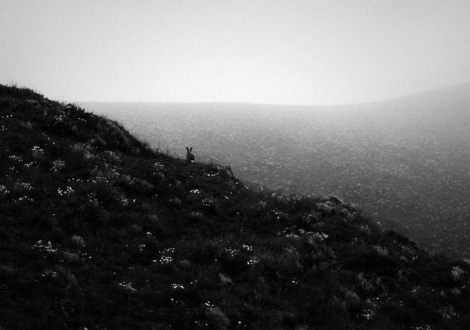 山的远方<br />
小兔子的梦境