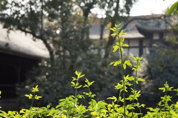DSC03165.JPG