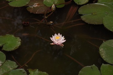 DSC07142.JPG