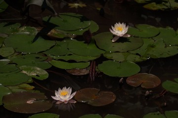 DSC07144.JPG