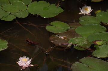DSC07147.JPG