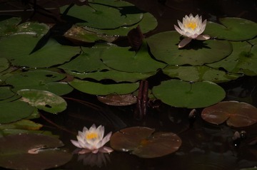 DSC07196.JPG