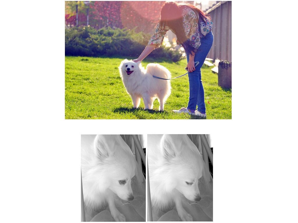 经常给爱犬拍照