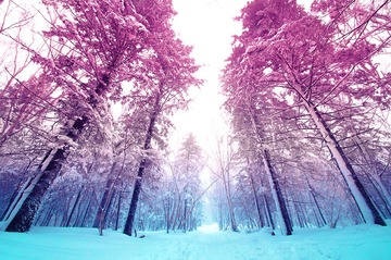 让雪茫茫的树林充满春意