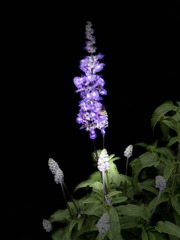 4F0CACFD-449B-4D65-9FB6-050212BC69F9/L0/001