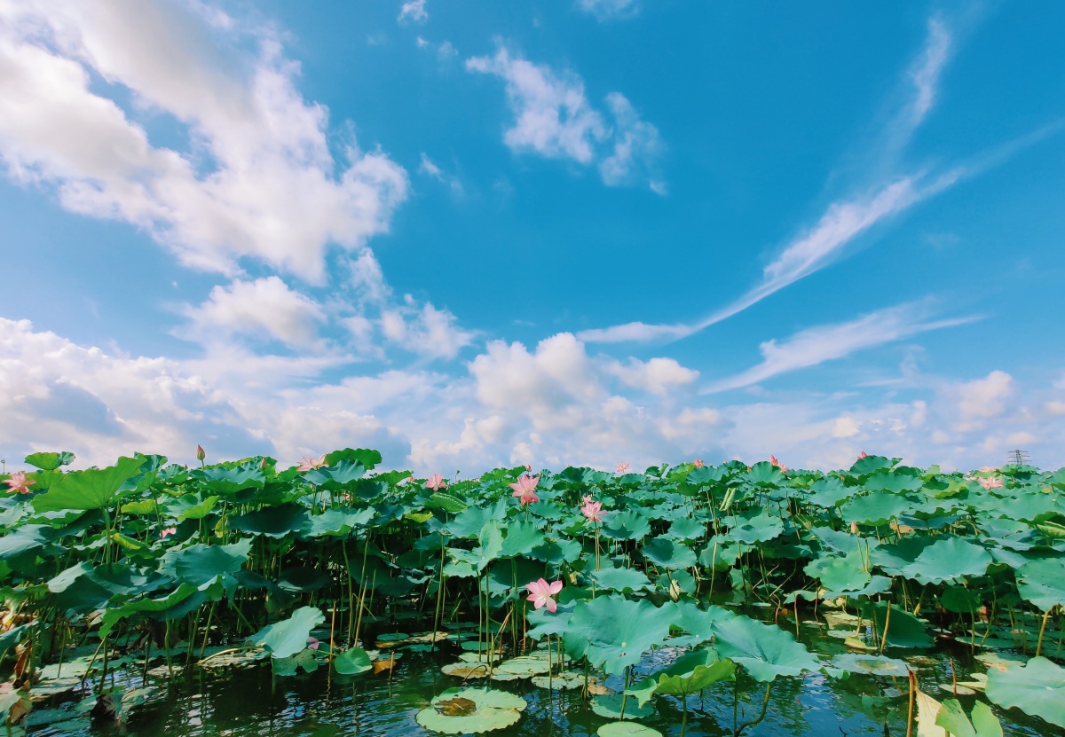 夏很美但巨热江门古劳水乡