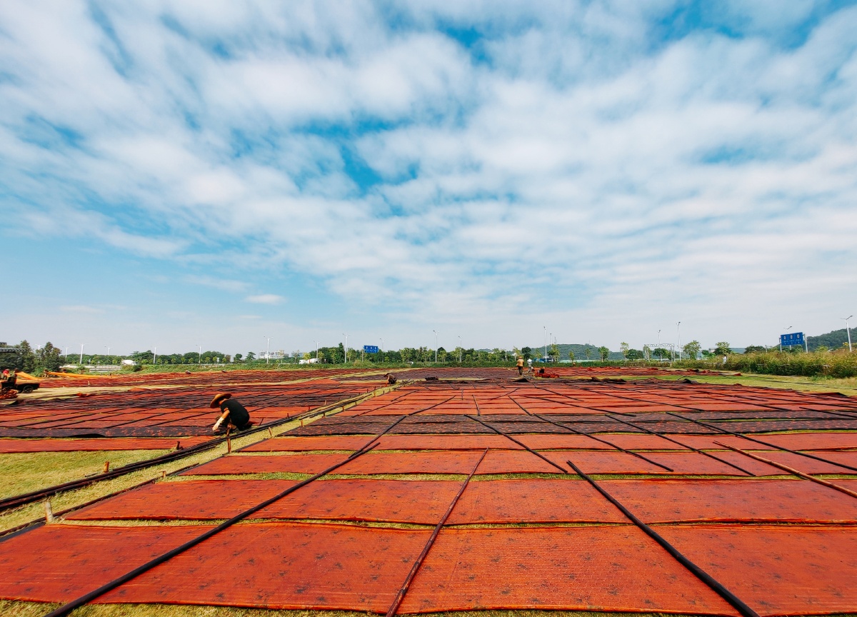 彩色的纱田顺德香云纱染整技艺是国家非遗技艺之一
