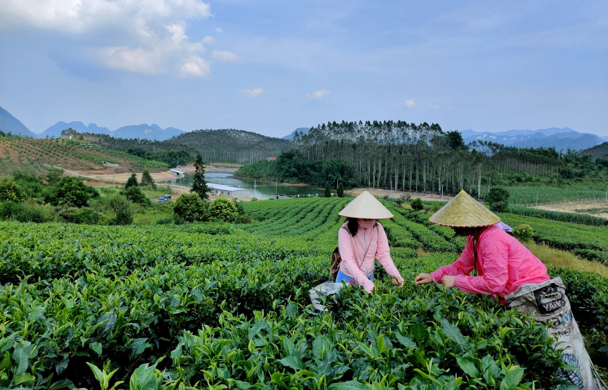 英德茶园已成当地经济发展的品牌特色产业