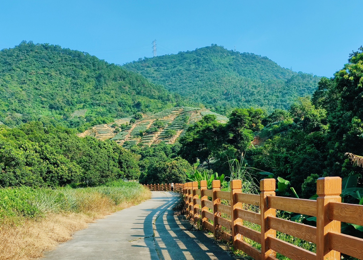 负离子来袭,深呼吸90#中山#神湾#丫髻山 - 凤凰树开花 - 图虫