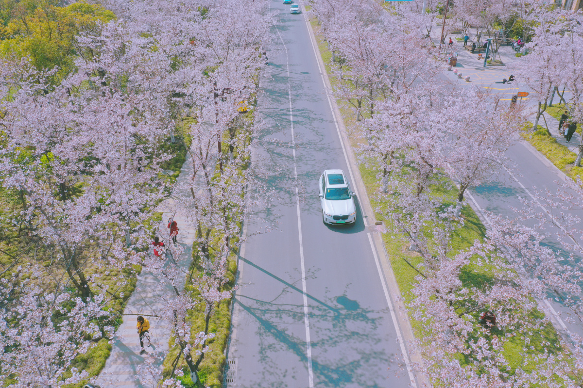 烟花三月樱花绽放扬州最浪漫的一条路