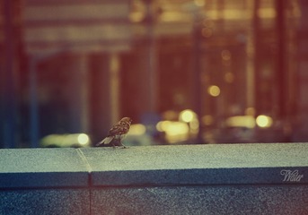 IMG_0720t