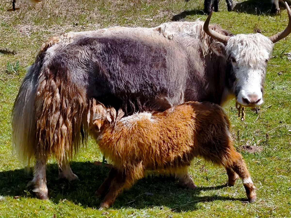 吃奶的牦牛