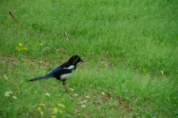 DSC_6932.JPG