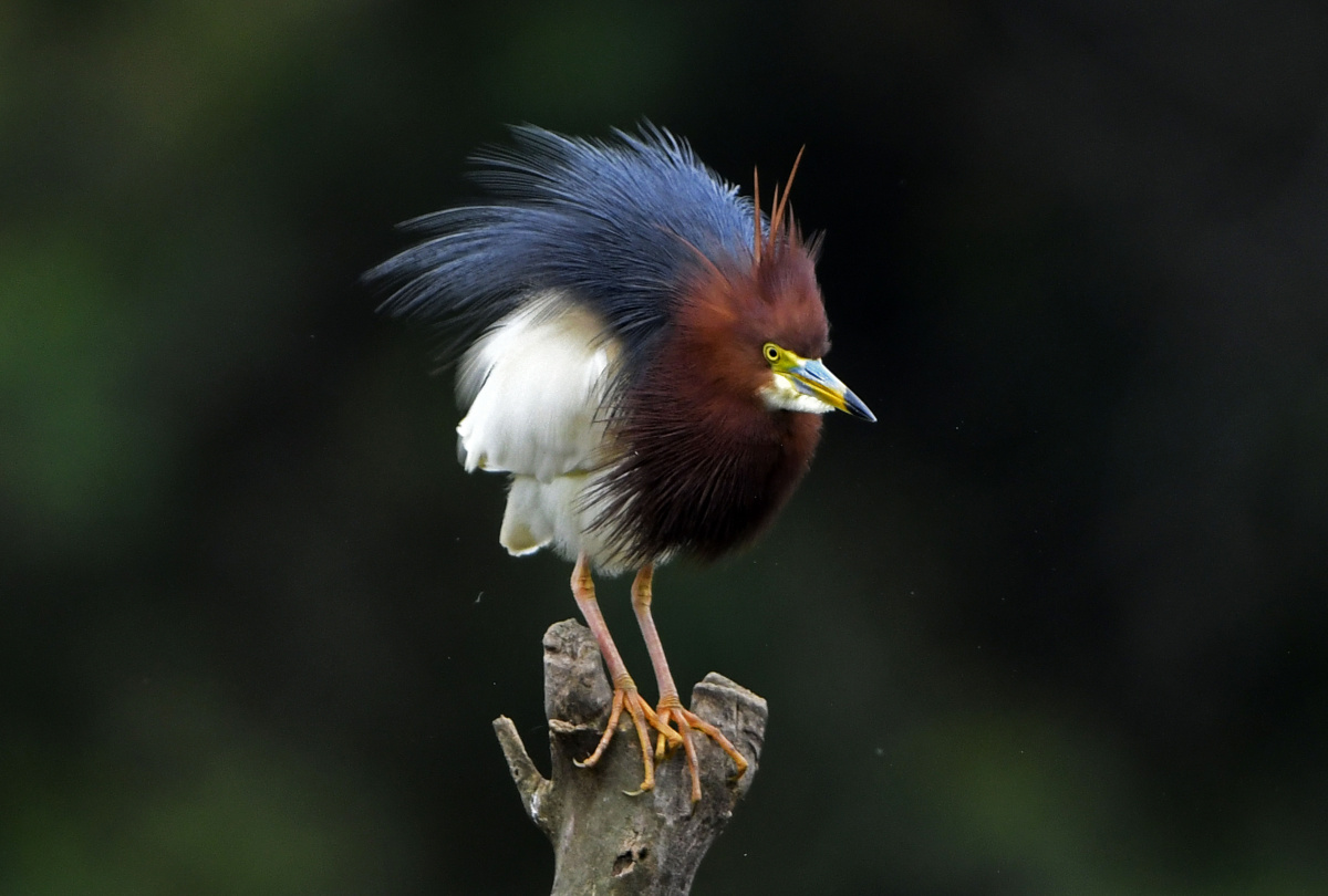 炸毛- 光与影的交替 - 图虫