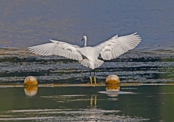 171531