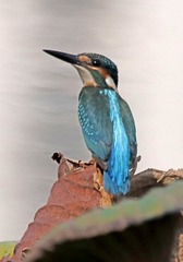 171453
