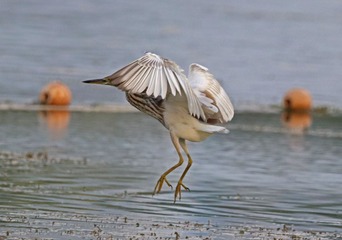 171259