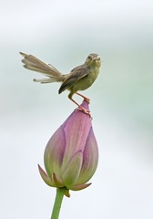 11325