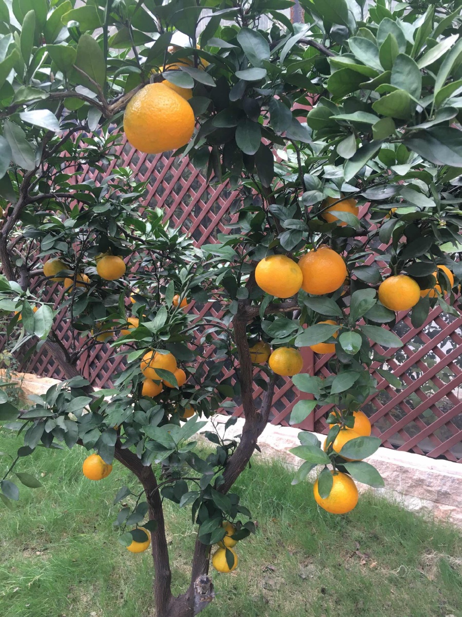 秋果.橘树