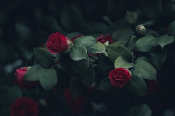 116019