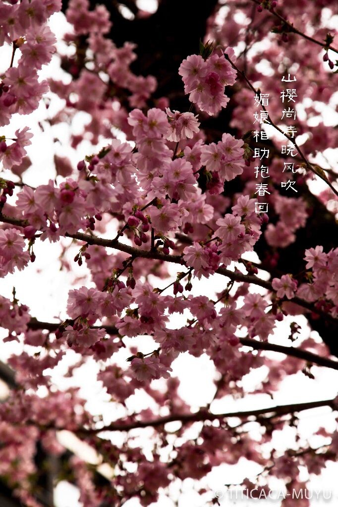 20130414-IMG_2439_s<br />
