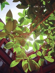 IMG_20130510_135748_副本.jpg