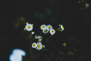 161175