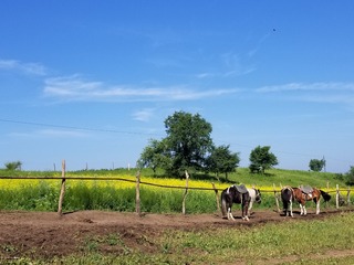 1000072564