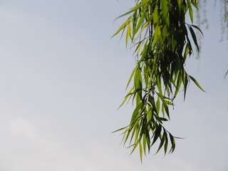 300619