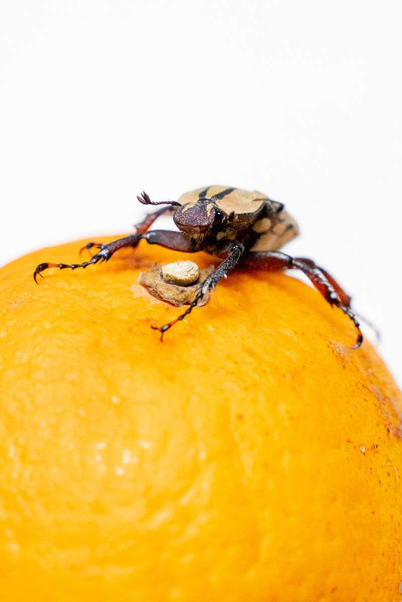 雌性黄粉鹿角花金龟 - 禀贡生 - 图虫