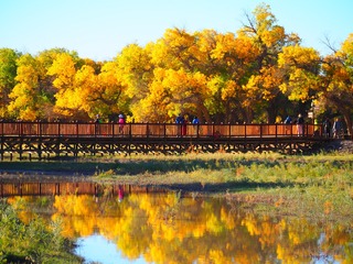 525039