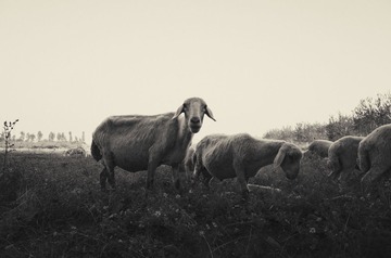 R0012288