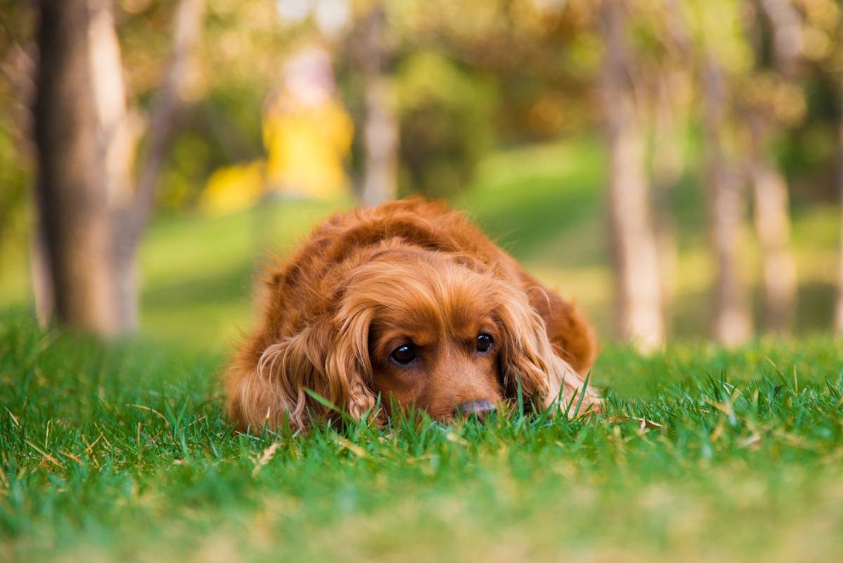 一只上了年纪的可卡犬很乖也很粘人完全童颜啊