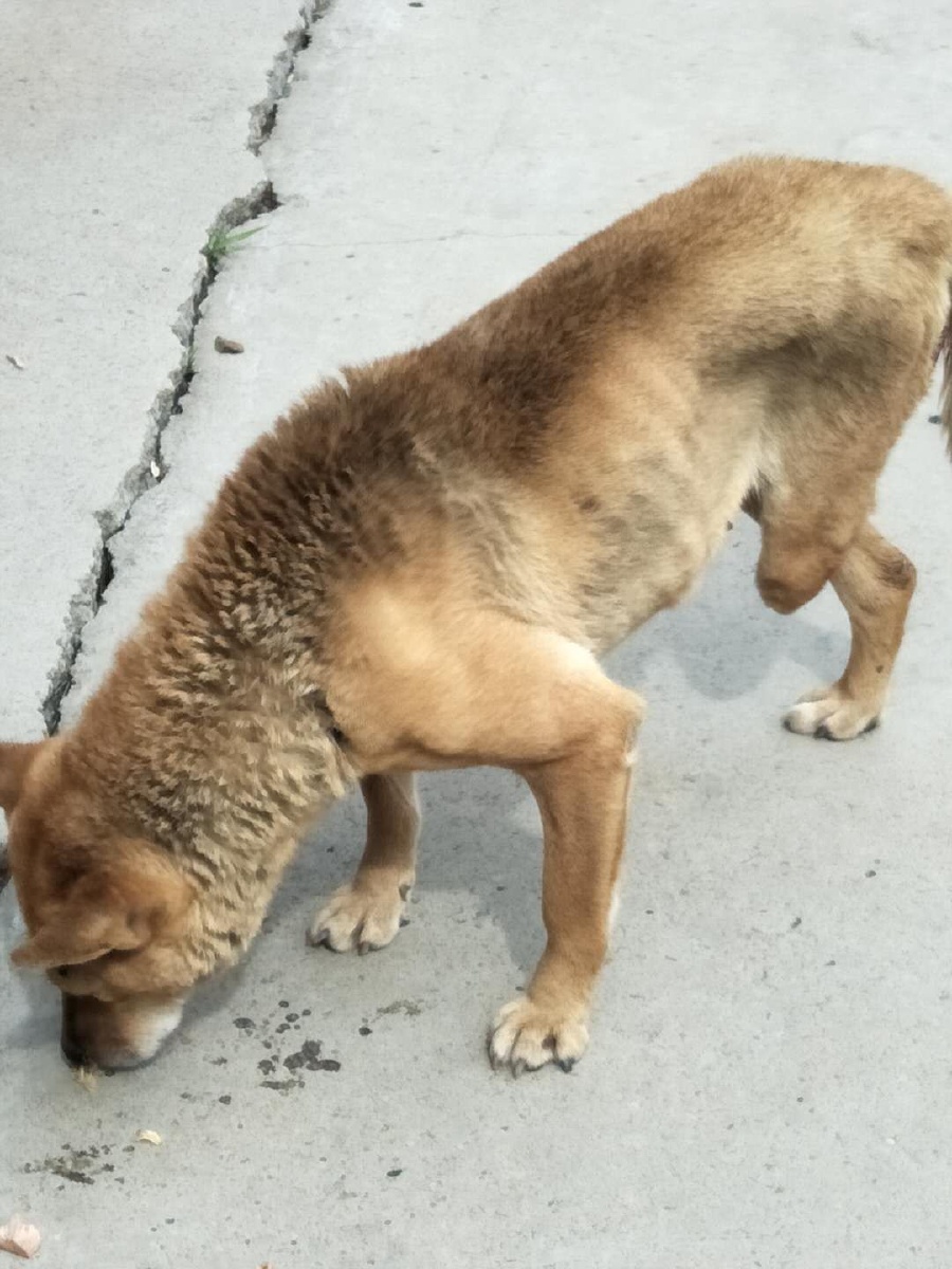 三条腿的狗三脚虎坚强的活着还是跟以前一样的巡山中华田园犬好样的