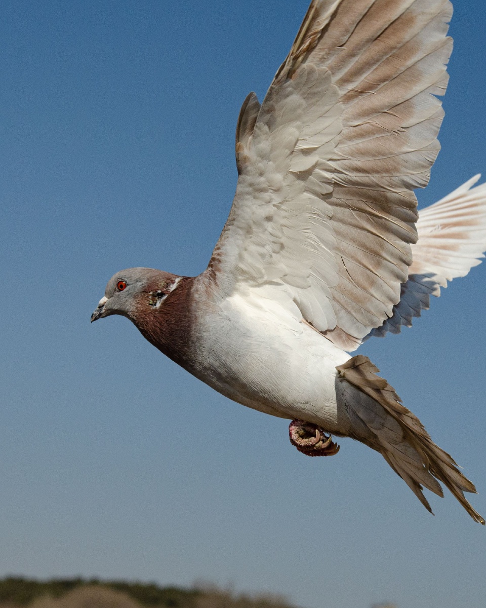 安子映像 - 图虫