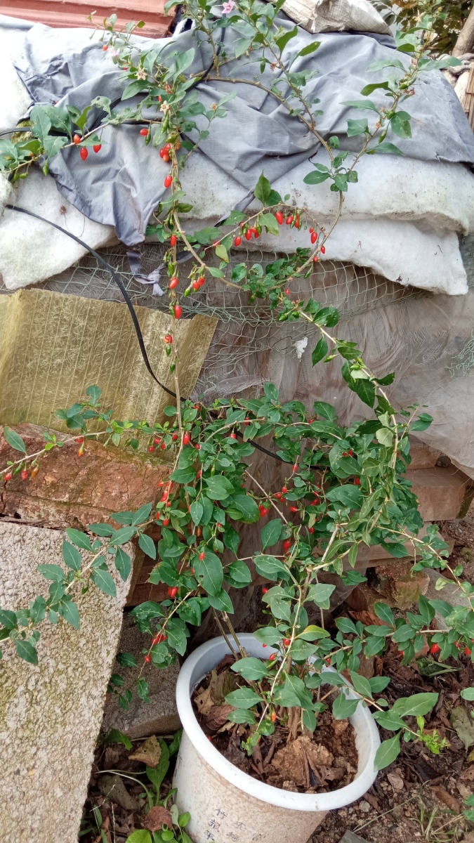 枸杞- 亓山农夫