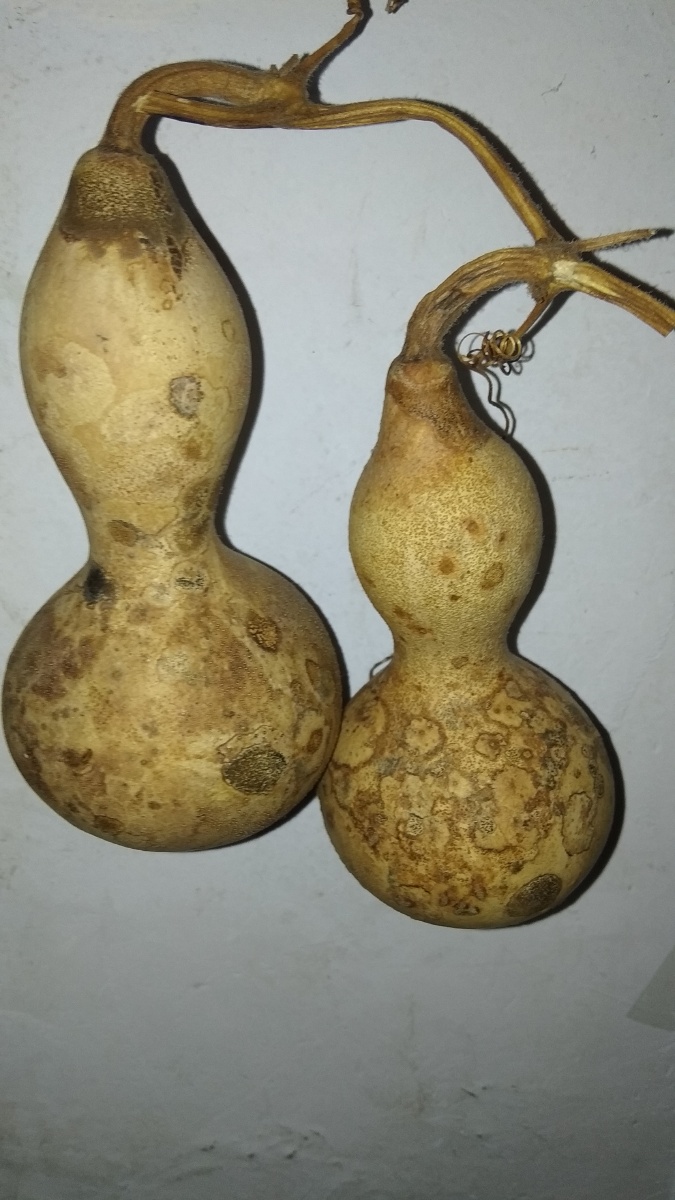 双胞胎葫芦 - 亓山农夫 - 图虫