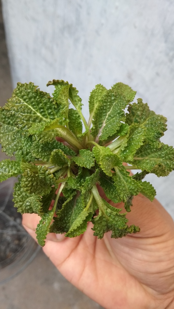 癞蛤蟆草 荔枝草 - 亓山农夫 - 图虫