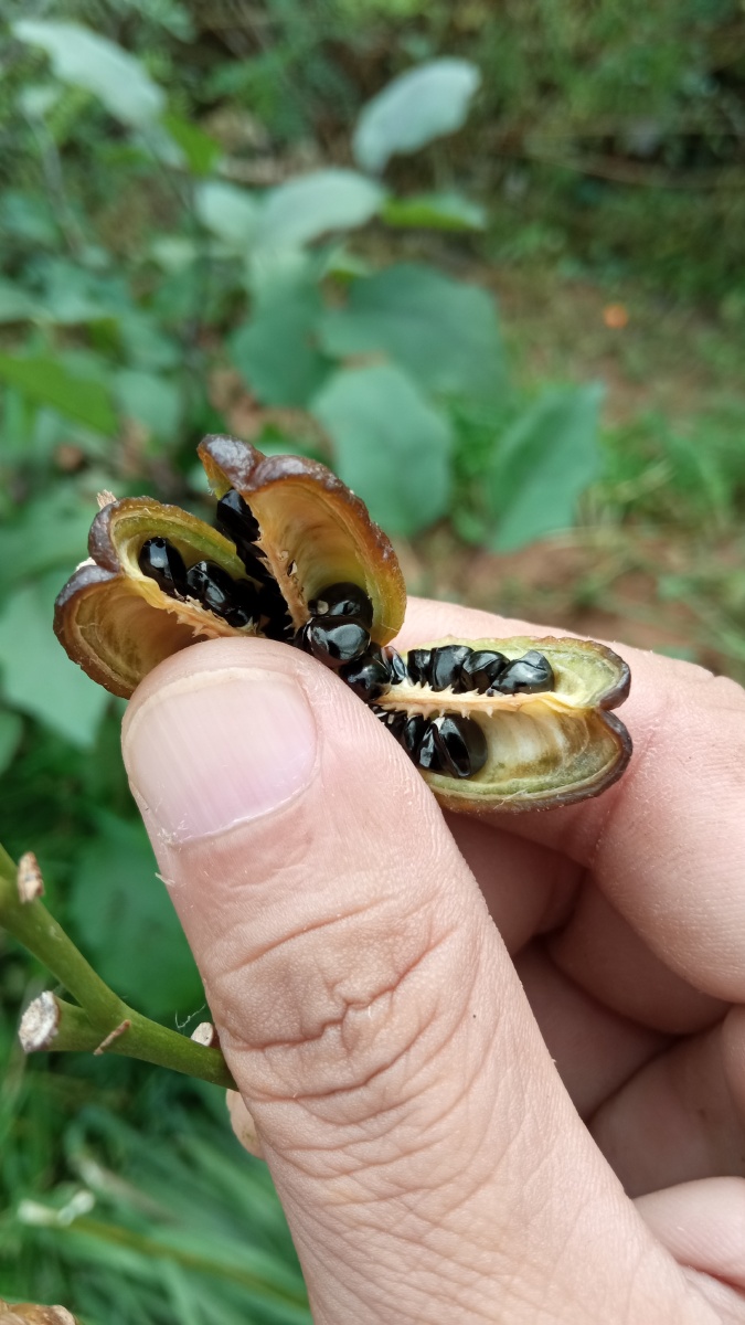 黄花菜萱草种子