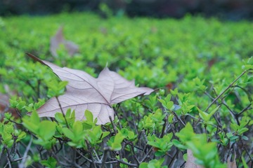 SAM_0398