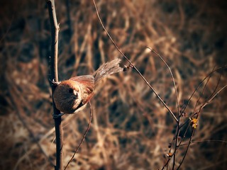 IMG_2211.jpg