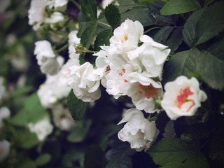 IMG_2796.jpg