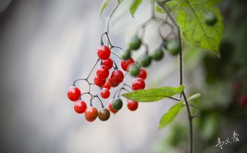 红豆豆