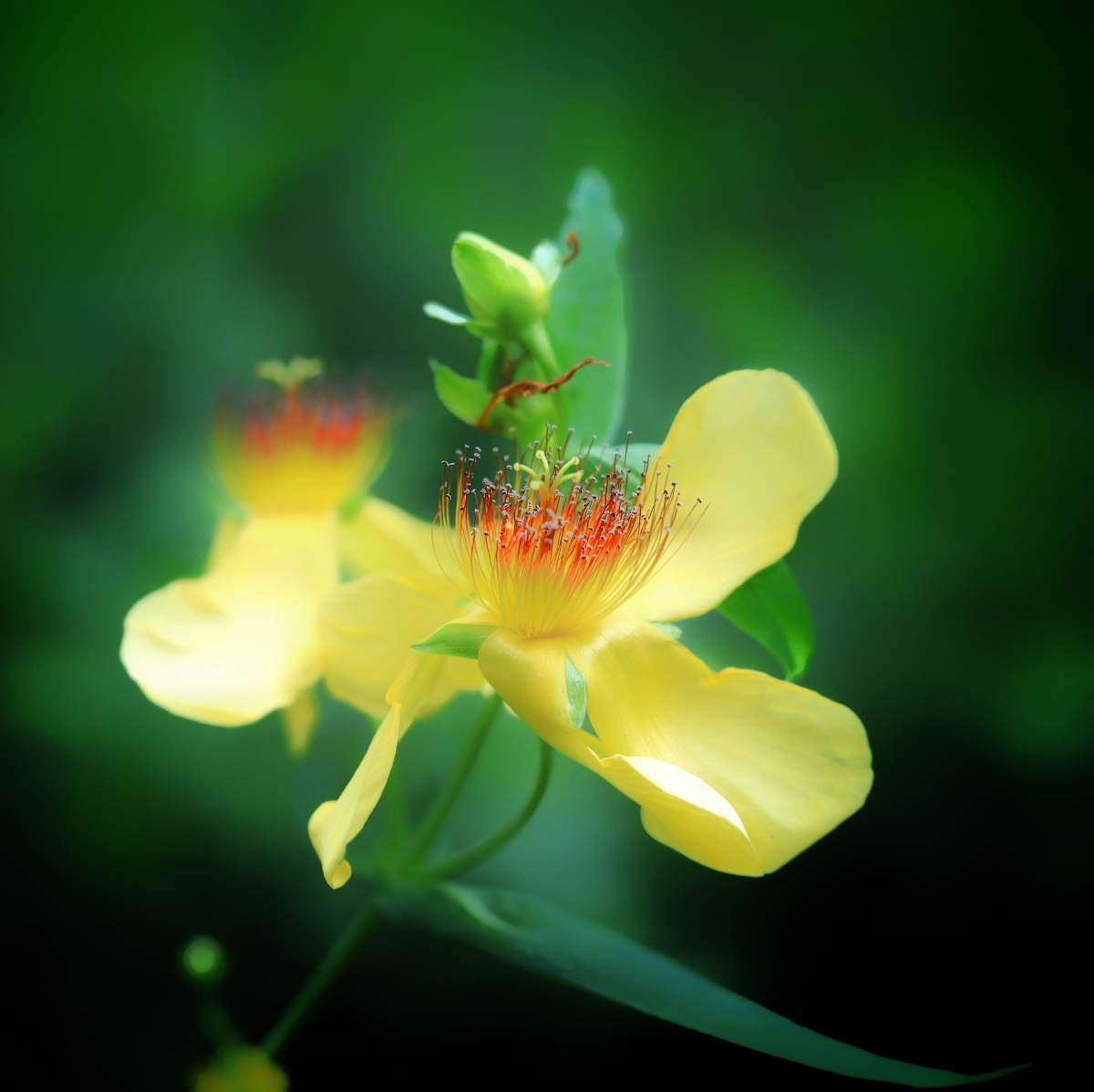 山间金丝黄海棠