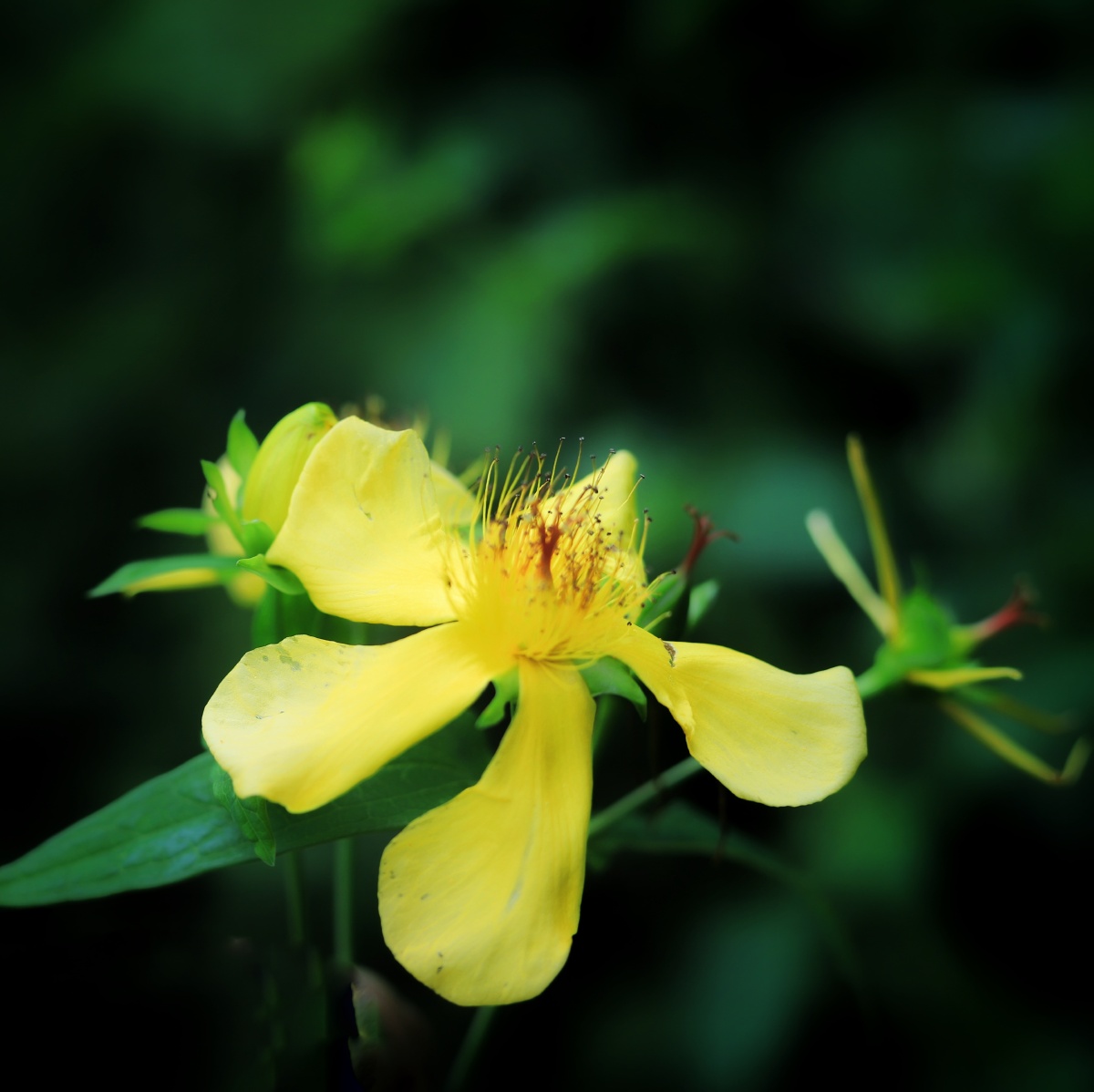 山间金丝黄海棠