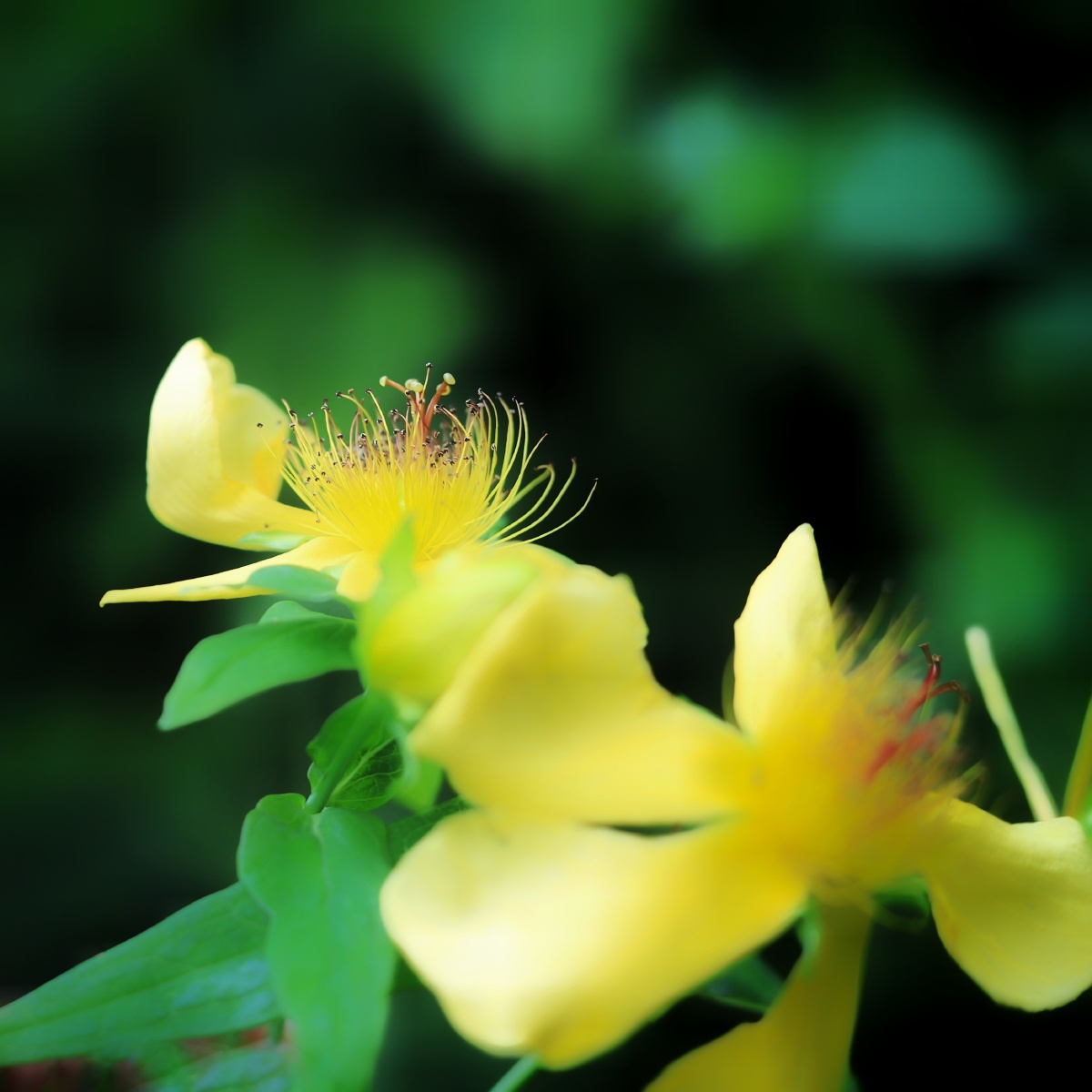 山间金丝黄海棠