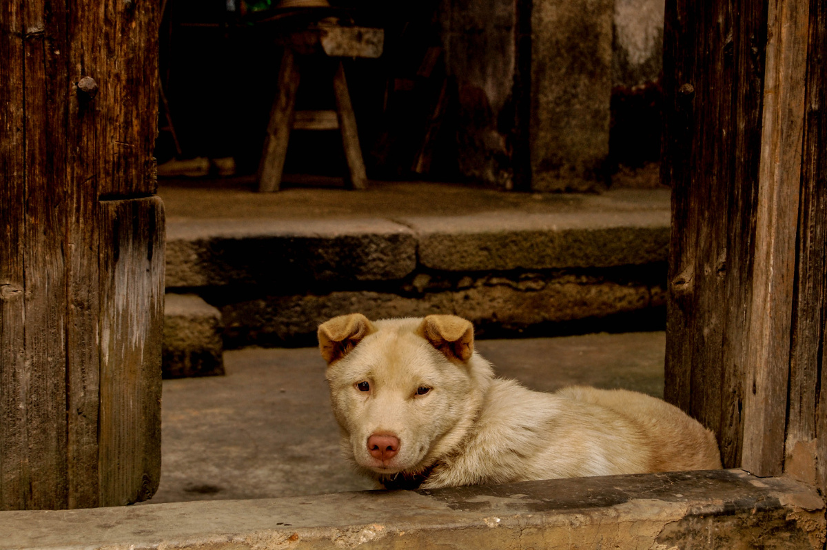  br /> 那只狗,那扇门,那些过往,一直都在,从未离去.