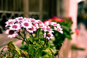 IMGP2645.jpg